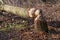 Gnawed Trees, Tree cut by eurasian beaver, Beaver damage