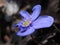 gnawed violet spring blossom