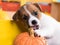 Gnaws pumpkin puppy