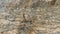 Gneiss Layered Texture Stone Background