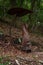 Gnome forest. Wooden sculptures, Monte Guglielmo, Brescia, Italy