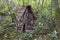 Gnome house made of natural wood in the Tri-Cities area, Vancouver, BC
