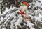 Gnome toy with sled on snow-covered tree branch mass produced p