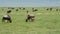Gnu With Calf Grazing On Plain Background Large Herd Of Antelopes And Zebras