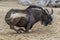 Gnu in kruger park south africa while sitting