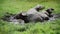 Gnu resting in water because of hot weather