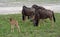 Gnu wildebeest antelopes and calf in Etosha National Park, Namibia