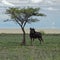 Gnu (wildebeest) bull, Etosha, Namibia