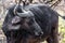 A gnu (wildebeest) portrayed during a safari in the Hluhluwe - imfolozi National Park in South africa