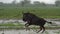 Gnu/wildebeest in rain