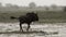 Gnu/wildebeest in rain