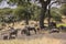 Gnus under baobabs in the african steppe