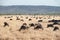 Gnus or wildebeests grazing in Serengeti Tanzania Africa. Hundrets of grazing animals at dawn.