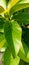 Go green avocado leaves daun alpukat