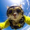 Go - pro footage, selfe of a badass cat skydiving. Generative AI