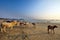 Goa beach Palolem India, beaches with holy cow cows