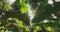 Goa, India. Big Green Leaves Of Banana Grass On Background Tall Palm Tree And Blue Sky In Summer Sunny Day. Bottom View