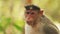 Goa, India. Bonnet Macaque - Macaca Radiata Or Zati. Close Up Portrait. Monkey Eats Leaves