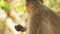 Goa, India. Bonnet Macaque - Macaca Radiata Or Zati. Close Up Portrait. Monkey Eats Leaves.