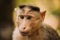 Goa, India. Bonnet Macaque - Macaca Radiata Or Zati. Monkey Close Up Portrait