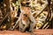 Goa, India. Bonnet Macaque - Macaca Radiata Or Zati With Newborn Sitting On Ground. Monkey With Infant Baby