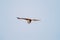 Goa, India. Brahminy Kite Eating Crab In Flight In Blue Sky