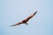 Goa, India. Brahminy Kite Eating Crab In Flight In Blue Sky