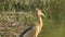 Goa, India. Close Asian Openbill Bird Or Asian Openbill Stork