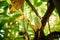 Goa, India. Close View Of Green Fruits Of Cocoa On Tree