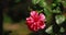 Goa, India. Close View Pink Flower Of Hibiscus Rosa-sinensis