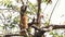 Goa, India. Funny Gray Langur Monkey Eats Fresh Leaves. Monkey Climbing On Of Tree Branch