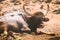 Goa, India. Gaur Bull, Bos Gaurus Or Indian Bison Resting On Ground. It Is The Largest Species Among The Wild Cattle. In