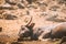 Goa, India. Gaur Bull, Bos Gaurus Or Indian Bison Resting On Ground. It Is The Largest Species Among The Wild Cattle. In