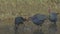Goa, India. Grey-headed Swamphen Birds In Morning Looking For Food In Swamp, Pond. Porphyrio Poliocephalus. 4K, ungraded