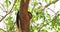 Goa, India. Indian Giant Squirrel, Or Malabar Giant Squirrel, Ratufa Indica Resting On Tree. It Is A Large Tree Squirrel