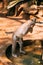 Goa, India. Physically Challenged Bonnet Macaque Drinking Water From a Faucet. Macaca Radiata Or Zati
