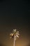 Goa, India. Real Night Sky Stars. Coconut Tree Palm On Background Of Natural Starry Sky