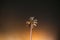 Goa, India. Real Night Sky Stars. Coconut Tree Palm On Background Of Natural Starry Sky