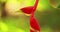 Goa, India. Red Flower Of Heliconia Rostrata Also Known As Hanging Lobster Claw Or False Bird Of Paradise