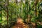 Goa, India. View Of Road Lane Path Way Surrounded By Tropical Green Vegetation And Bamboo Trees In Sunny Day. Park