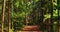 Goa, India. View Of Walkway Path Way Road Lane Surrounded By Bamboo Trees In Sunny Day