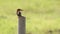 Goa, India. White-throated kingfisher Sitting On Pillar On Blurred Green Background