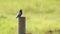Goa, India. White-throated kingfisher Sitting On Pillar On Blurred Green Background