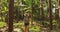 Goa, India. Young Backpacker Tourist Woman Walking And Taking Photos In Tropical Jungle Forest In Sunny Day. Lady
