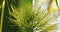 Goa, India. Young Green Shoots Of Areca Catechu Palm