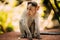 Goa, India. Young Infant Bonnet Macaque - Macaca Radiata Or Zati Sitting On park Ground. Portrait Of Cub. Monkey.