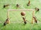 Goal, ants play soccer