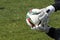 Goal Keeper of Paok with the ball in his hands during the team