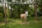 Goalkeeper donkey in front of a soccer goal