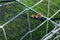 Goalkeeper gloves are on the grass near the football goal